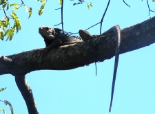 Retire in Costa Rica, Lizard