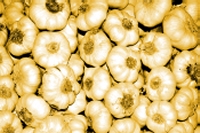 retirement gardening garlic