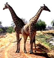 Retirement in South Africa, Giraffes