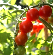 retirement gardening tomatoes